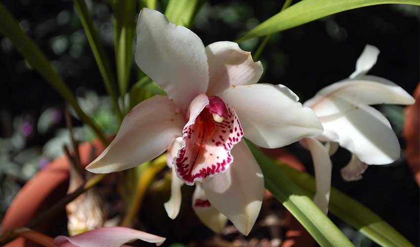 Orchids in Madeira